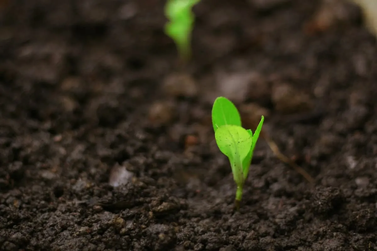 A seedling